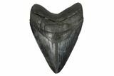 Fossil Megalodon Tooth - South Carolina #175965-1